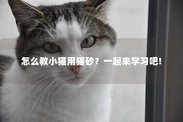 怎么教小猫用猫砂？一起来学习吧!