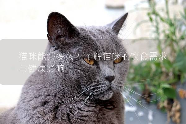 猫咪能饿多久？了解猫咪的饮食需求与健康影响