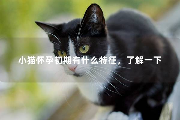 小猫怀孕初期有什么特征，了解一下