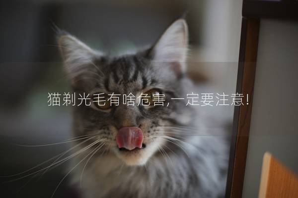 猫剃光毛有啥危害,一定要注意!