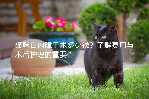 猫咪白内障手术多少钱？了解费用与术后护理的重要性