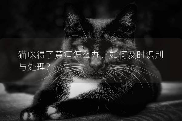 猫咪得了黄疸怎么办，如何及时识别与处理？