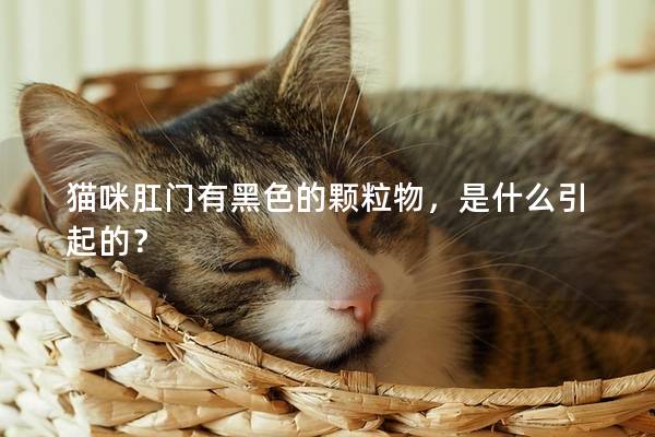 猫咪肛门有黑色的颗粒物，是什么引起的？