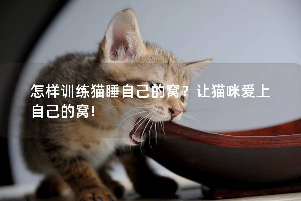 怎样训练猫睡自己的窝？让猫咪爱上自己的窝!