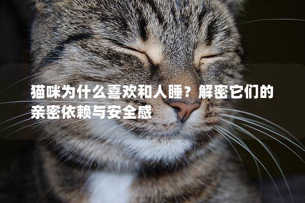 猫咪为什么喜欢和人睡？解密它们的亲密依赖与安全感