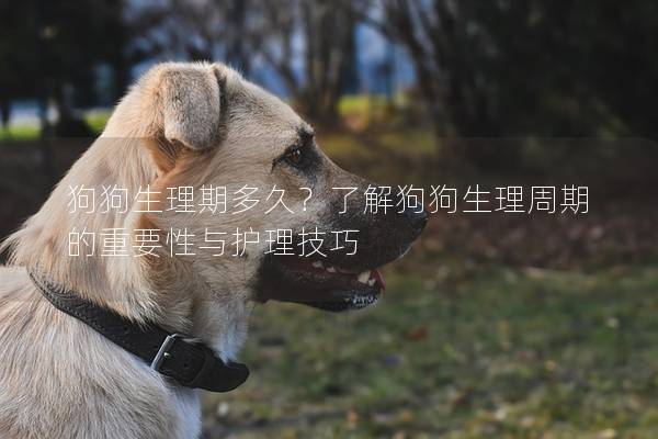 狗狗生理期多久？了解狗狗生理周期的重要性与护理技巧