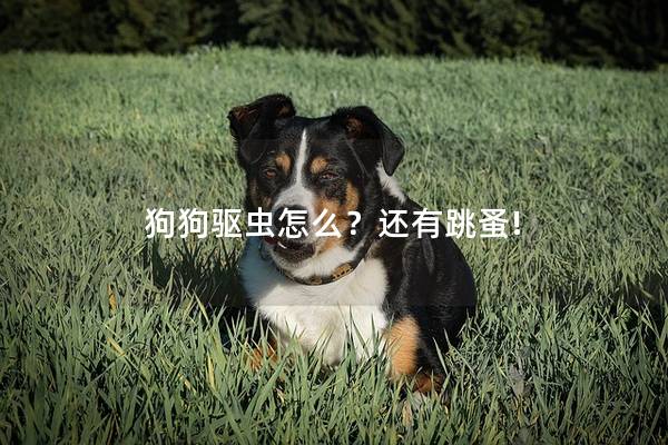 狗狗驱虫怎么？还有跳蚤!