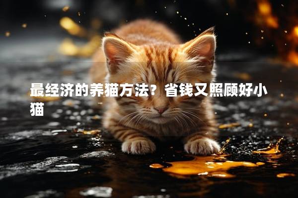 最经济的养猫方法？省钱又照顾好小猫