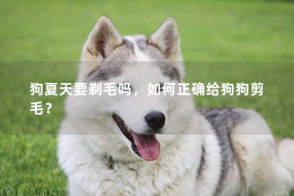 狗夏天要剃毛吗，如何正确给狗狗剪毛？