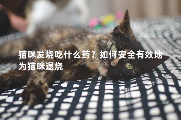 猫咪发烧吃什么药？如何安全有效地为猫咪退烧