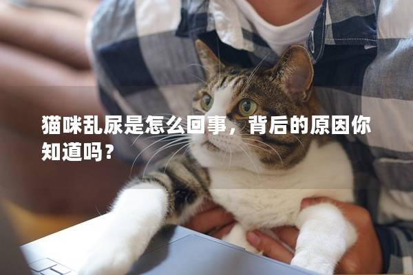 猫咪乱尿是怎么回事，背后的原因你知道吗？