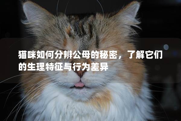 猫咪如何分辨公母的秘密，了解它们的生理特征与行为差异