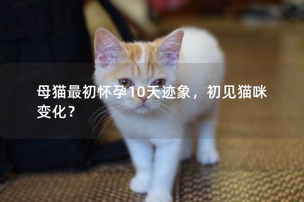 母猫最初怀孕10天迹象，初见猫咪变化？