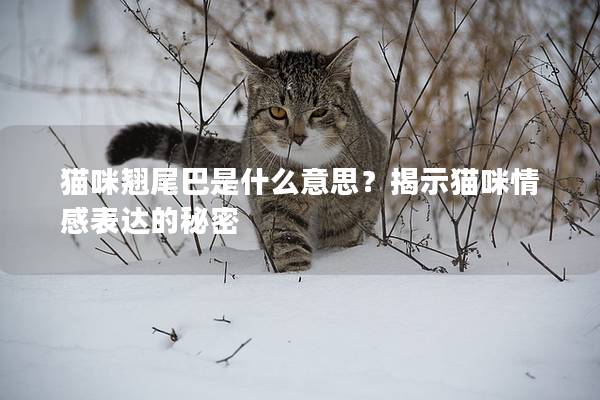 猫咪翘尾巴是什么意思？揭示猫咪情感表达的秘密