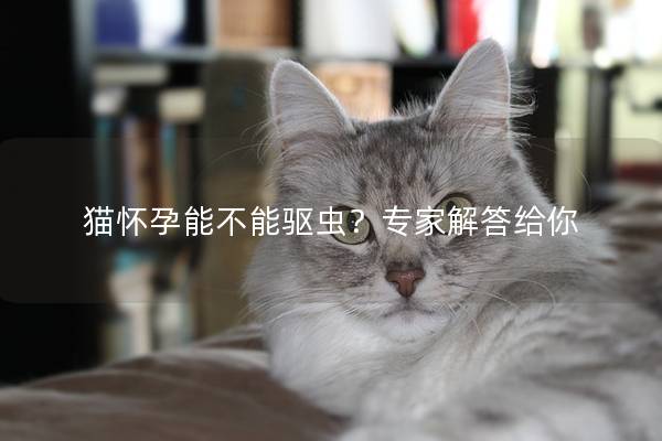 猫怀孕能不能驱虫？专家解答给你