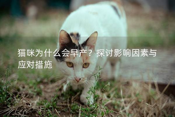 猫咪为什么会早产？探讨影响因素与应对措施