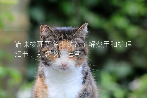 猫咪拔牙要多少钱？了解费用和护理细节，助您做好准备