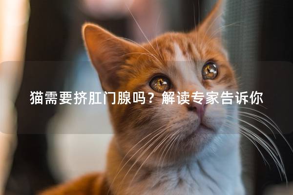 猫需要挤肛门腺吗？解读专家告诉你