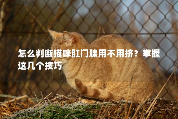 怎么判断猫咪肛门腺用不用挤？掌握这几个技巧