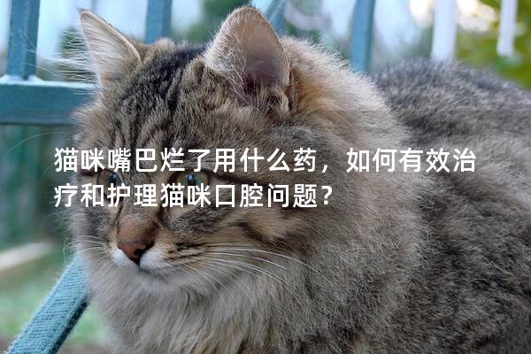 猫咪嘴巴烂了用什么药，如何有效治疗和护理猫咪口腔问题？