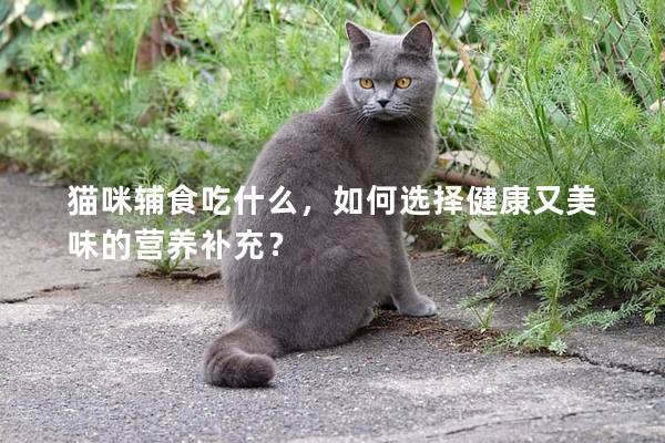 猫咪辅食吃什么，如何选择健康又美味的营养补充？