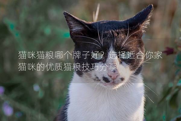 猫咪猫粮哪个牌子好？选择适合你家猫咪的优质猫粮技巧分享