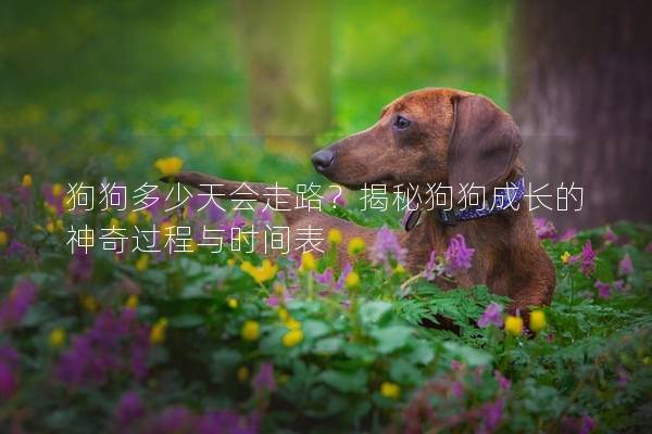 狗狗多少天会走路？揭秘狗狗成长的神奇过程与时间表