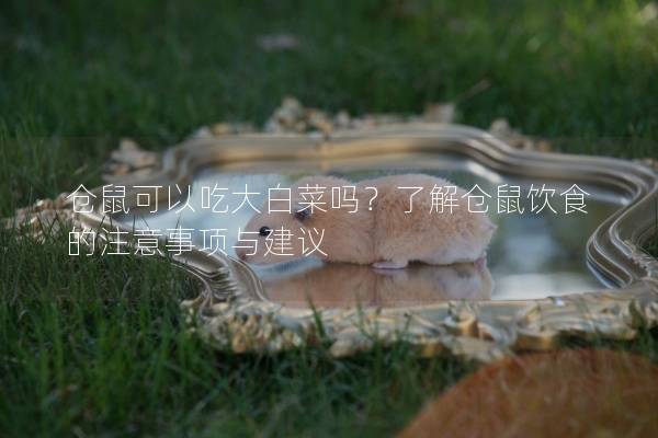 仓鼠可以吃大白菜吗?了解仓鼠饮食的注意事项与建议 仓鼠可以吃大白菜吗?了解仓鼠饮食的注意事项与建议