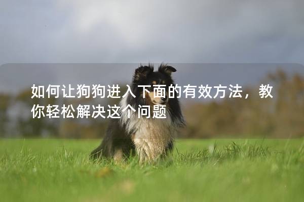 如何让狗狗进入下面的有效方法，教你轻松解决这个问题