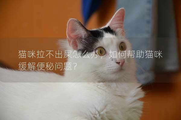 猫咪拉不出屎怎么办，如何帮助猫咪缓解便秘问题？