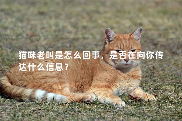 猫咪老叫是怎么回事，是否在向你传达什么信息？