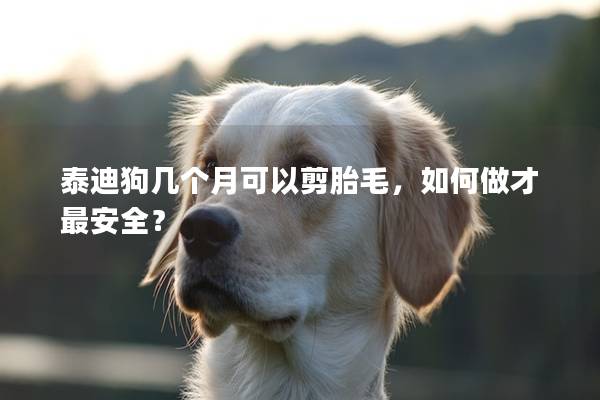 泰迪狗几个月可以剪胎毛，如何做才最安全？