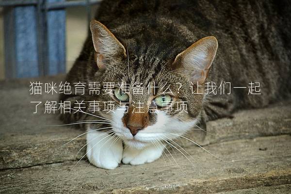 猫咪绝育需要准备什么？让我们一起了解相关事项与注意事项