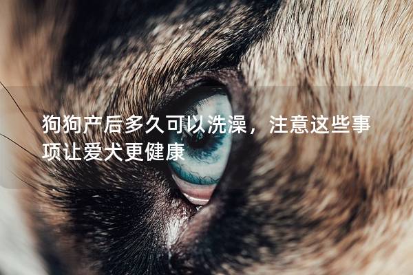 狗狗产后多久可以洗澡，注意这些事项让爱犬更健康