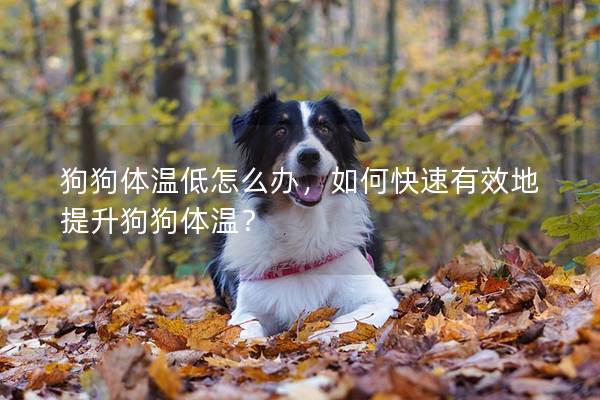 狗狗体温低怎么办，如何快速有效地提升狗狗体温？