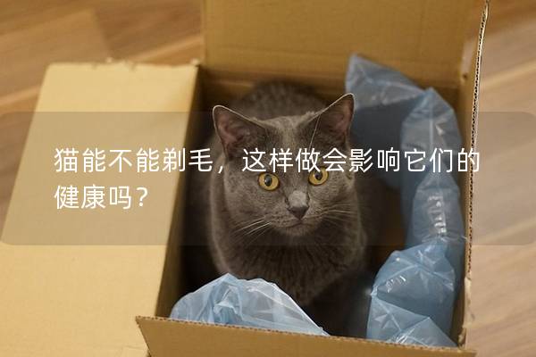 猫能不能剃毛，这样做会影响它们的健康吗？