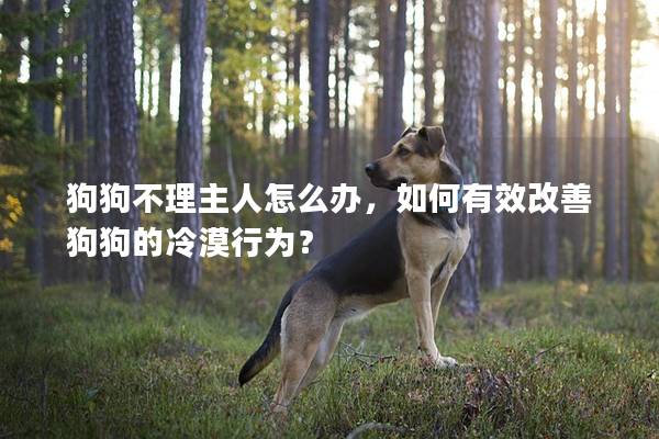 狗狗不理主人怎么办，如何有效改善狗狗的冷漠行为？