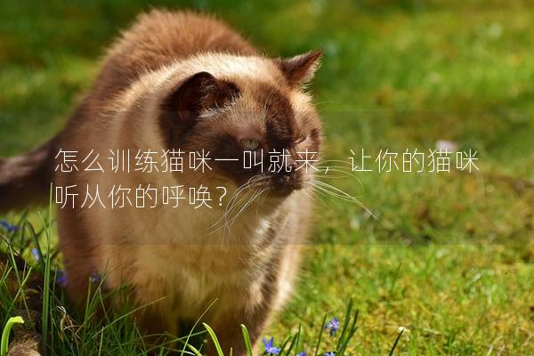 怎么训练猫咪一叫就来，让你的猫咪听从你的呼唤？