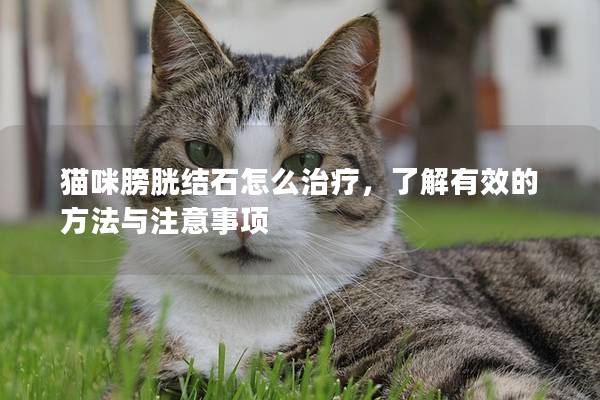 猫咪膀胱结石怎么治疗，了解有效的方法与注意事项