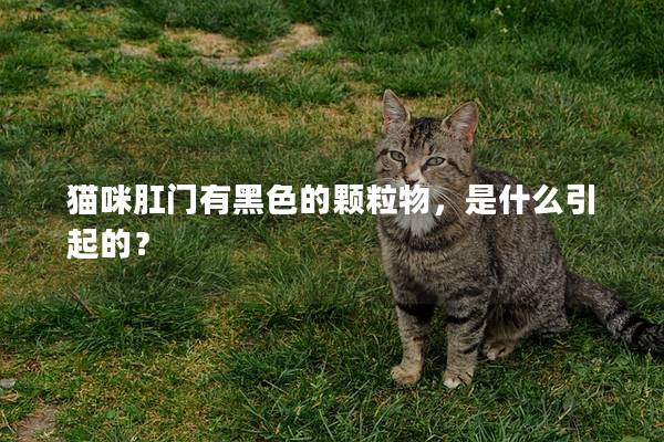 猫咪肛门有黑色的颗粒物，是什么引起的？