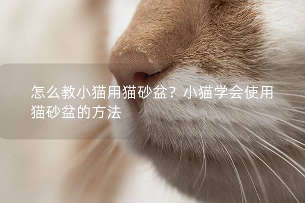 怎么教小猫用猫砂盆？小猫学会使用猫砂盆的方法