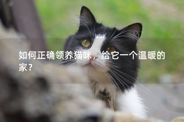 如何正确领养猫咪，给它一个温暖的家？