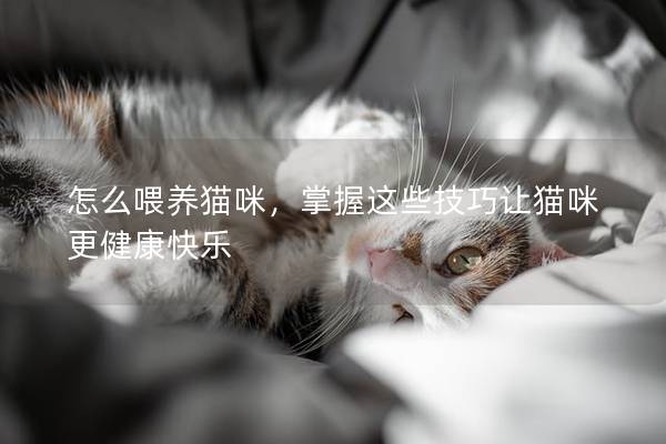 怎么喂养猫咪,掌握这些技巧让猫咪更健康快乐 怎么喂养猫咪,掌握这些技巧让猫咪更健康快乐