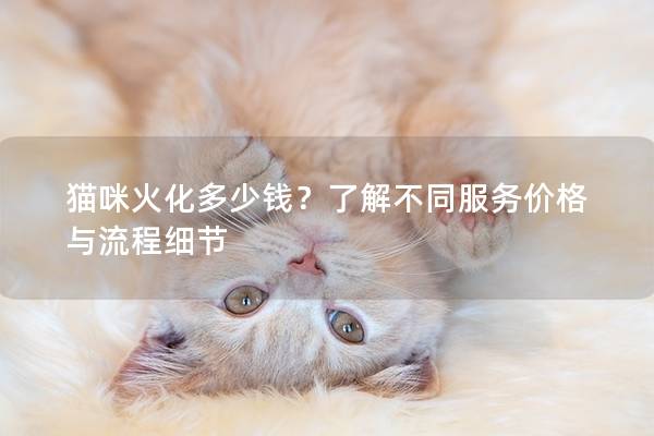 猫咪火化多少钱？了解不同服务价格与流程细节