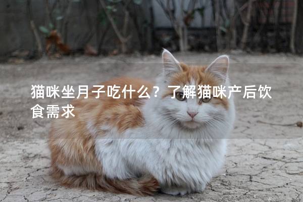 猫咪坐月子吃什么？了解猫咪产后饮食需求