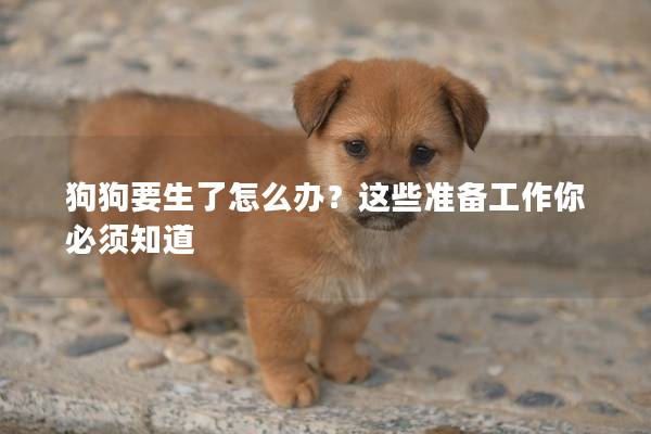 狗狗要生了怎么办？这些准备工作你必须知道