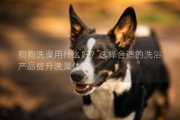 狗狗洗澡用什么好？选择合适的洗浴产品提升洗澡体验