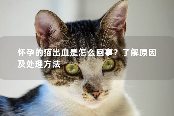 怀孕的猫出血是怎么回事？了解原因及处理方法