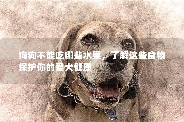 狗狗不能吃哪些水果，了解这些食物保护你的爱犬健康