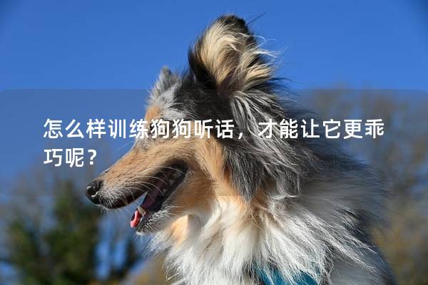 怎么样训练狗狗听话，才能让它更乖巧呢？